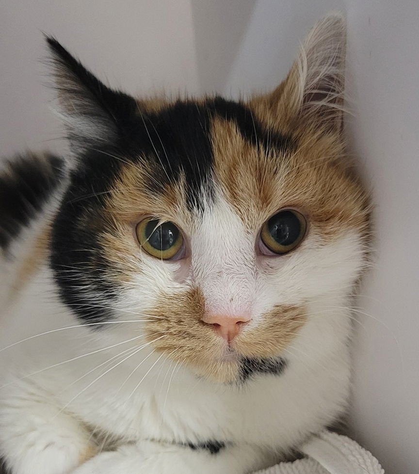 KITTEN ZURI - Domestic Short Hair / Calico available for adoption