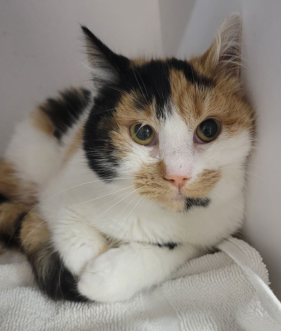 KITTEN ZURI - Domestic Short Hair / Calico available for adoption