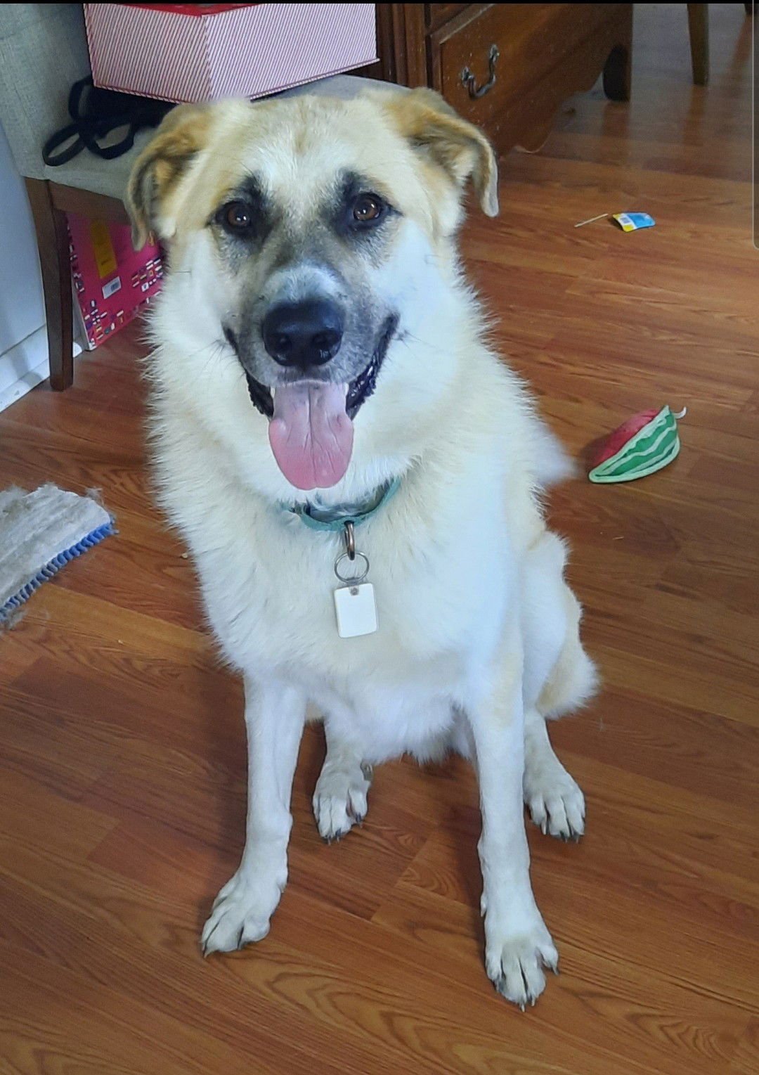 HANDSOME BUCK! - German Shepherd Dog / Great Pyrenees available for adoption