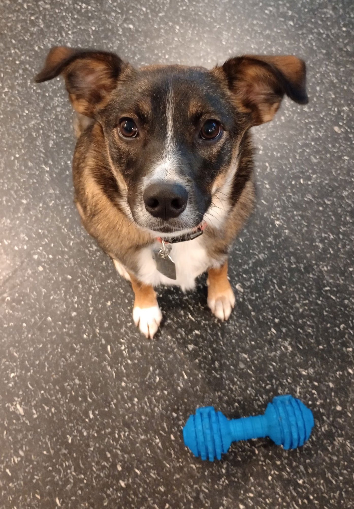 LUNA - Norwegian Elkhound / Australian Shepherd available for adoption