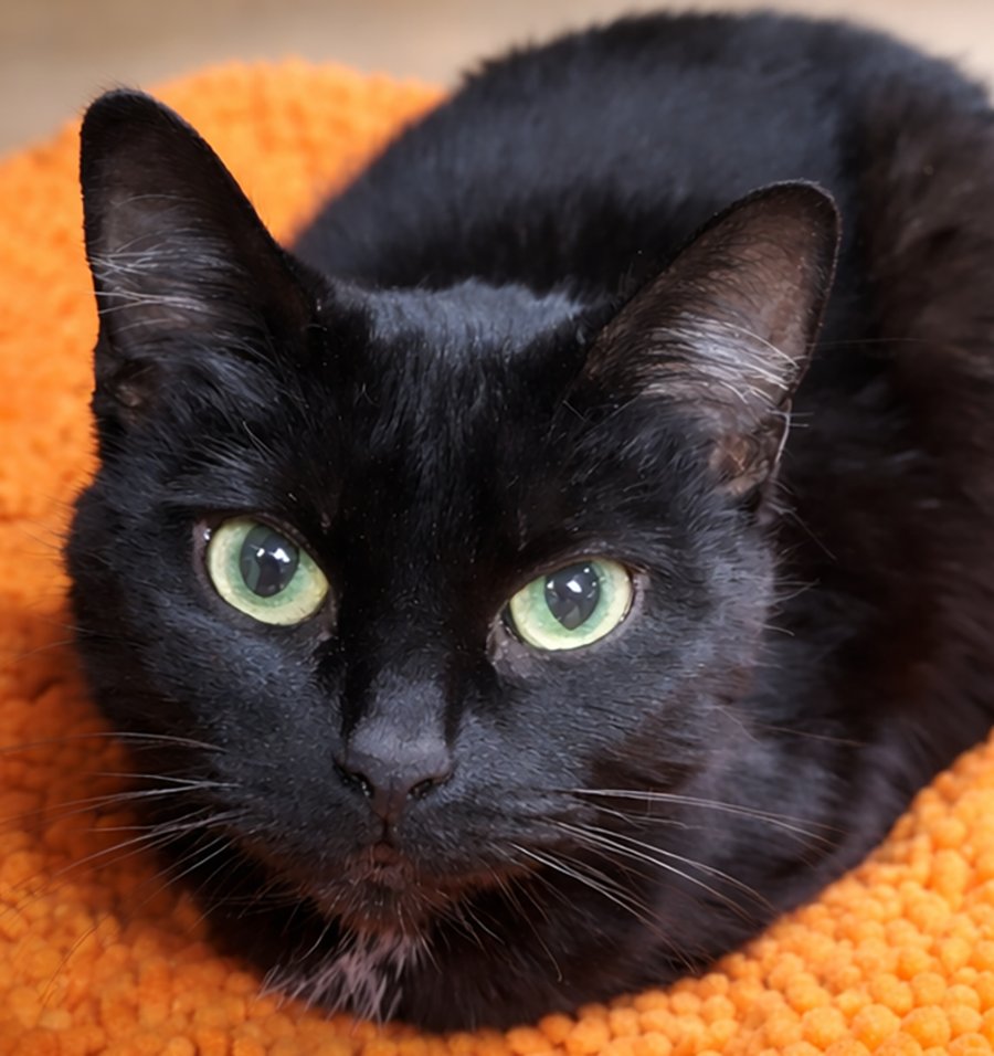 BIRDO @ MEDINA PETSMART - Domestic Short Hair available for adoption