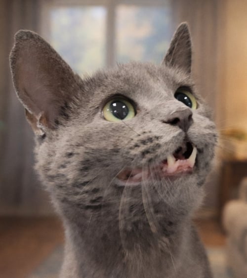 FEMME - Domestic Short Hair available for adoption