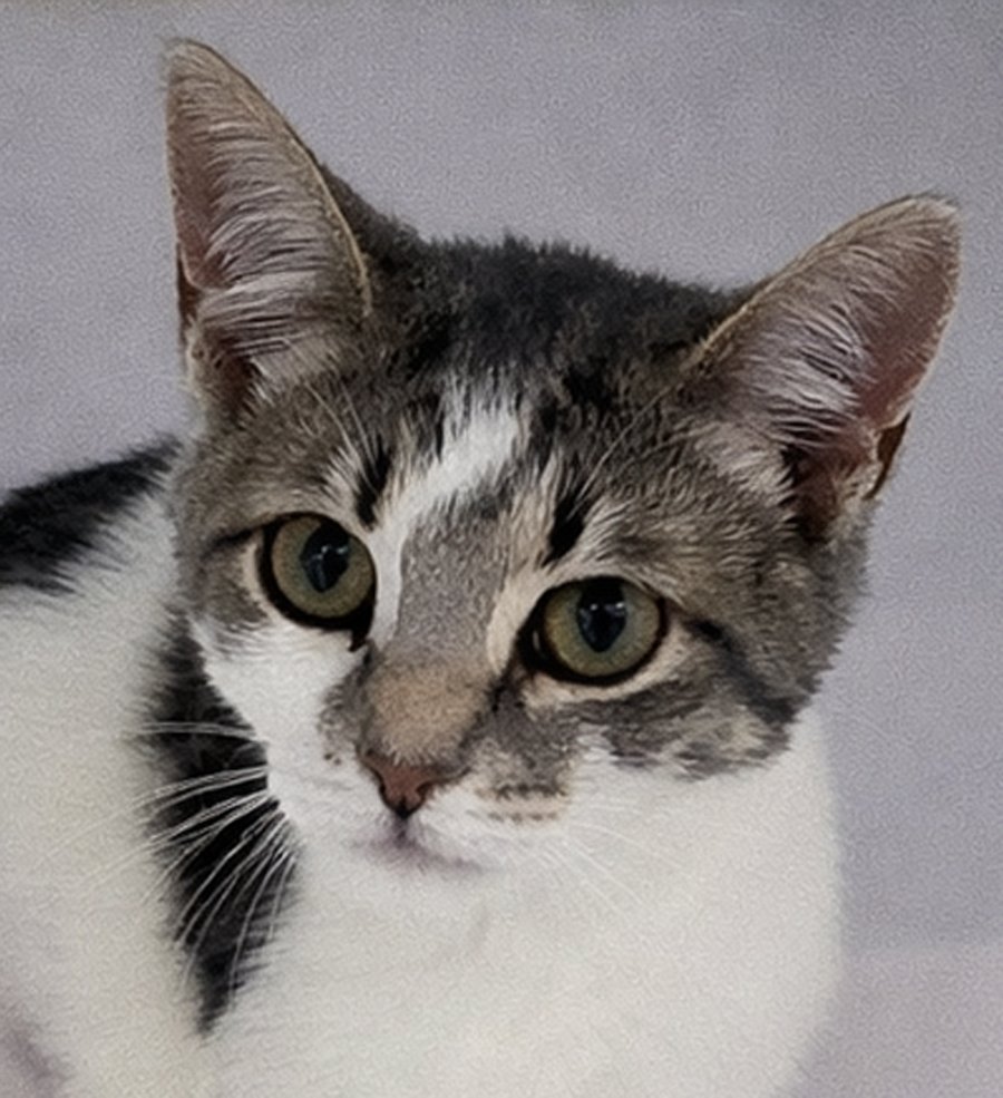 KITTEN MEMORY FOAM - Bobtail / Domestic Short Hair available for adoption