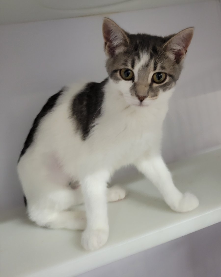 KITTEN MEMORY FOAM - Bobtail / Domestic Short Hair available for adoption