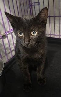 Kitten Hood - Photo 3