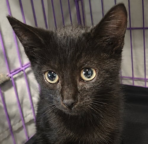 KITTEN HOOD - Domestic Short Hair for adoption in Akron
