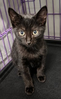 Kitten Hood - Photo 2