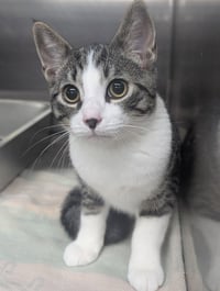 Kitten Stuart - Photo 3