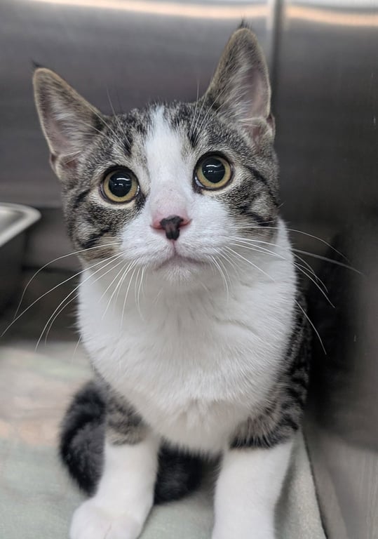 Kitten Stuart Image
