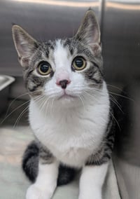 Kitten Stuart - Photo 1
