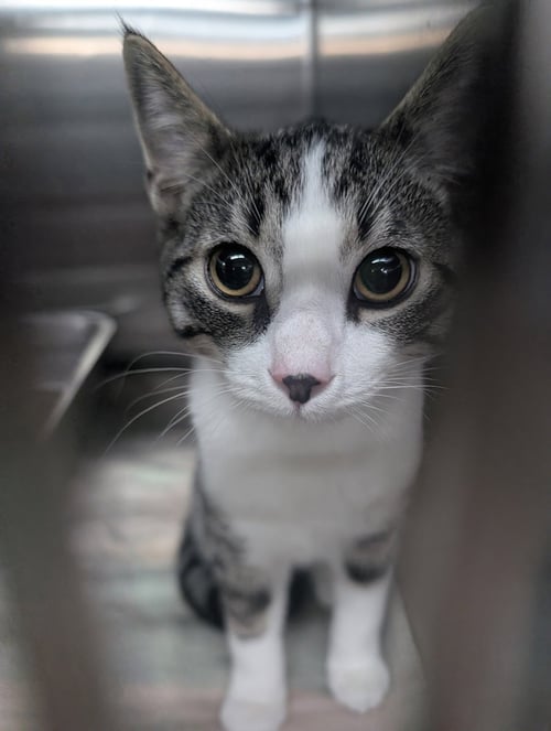 KITTEN STUART - Domestic Short Hair available for adoption