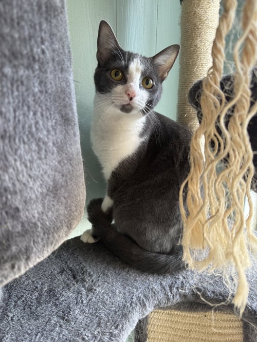 BABY SPICE - Domestic Short Hair available for adoption