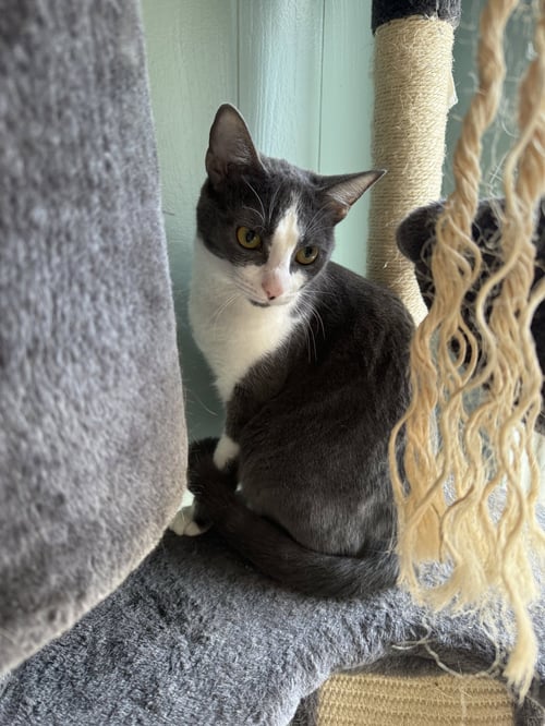BABY SPICE - Domestic Short Hair available for adoption