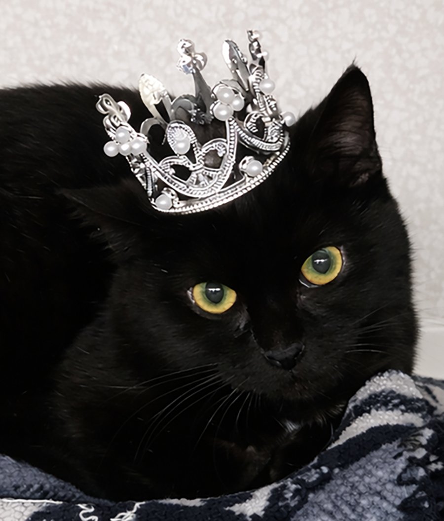 KITTEN WISP - Domestic Short Hair available for adoption