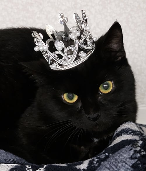 KITTEN WISP - Domestic Short Hair for adoption in Akron