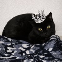 Kitten Wisp - Photo 2