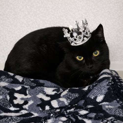 KITTEN WISP - Domestic Short Hair available for adoption