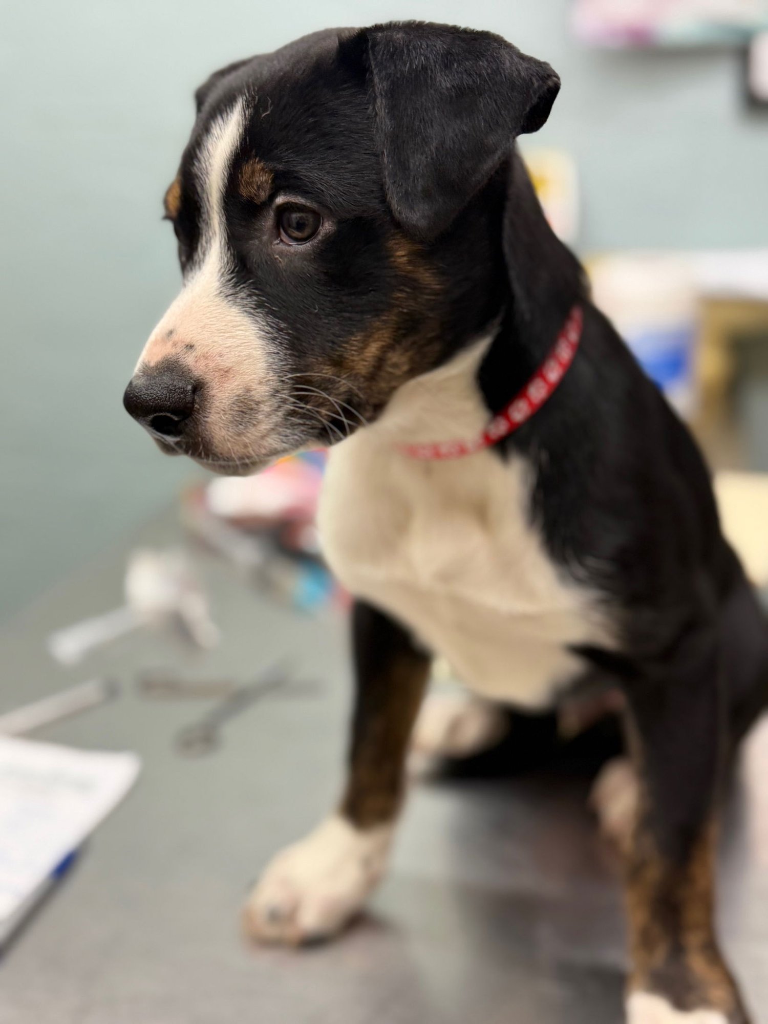 PUPPY JASON - Australian Shepherd / Whippet available for adoption