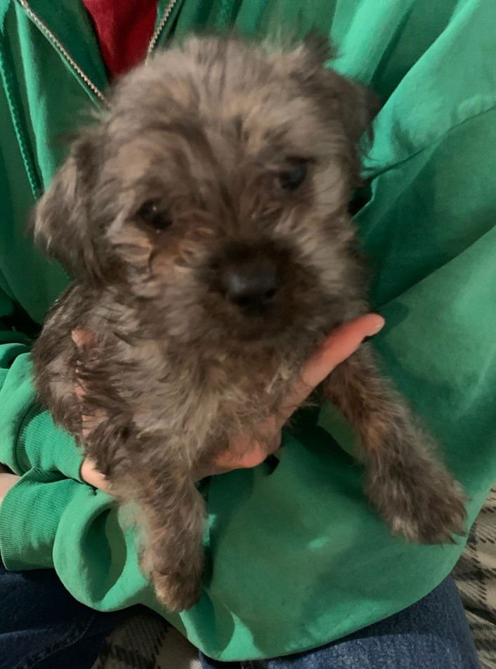 MEMPHIS CITY DOGS PUP/ADOPTION PENDING - Wheaten Terrier / Schnauzer available for adoption