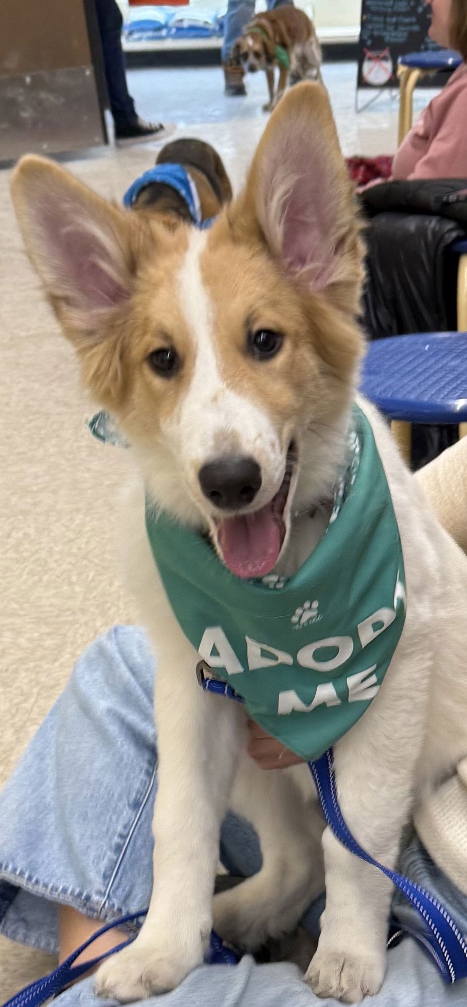 COLLIE PUPPY LADDIE - Collie available for adoption