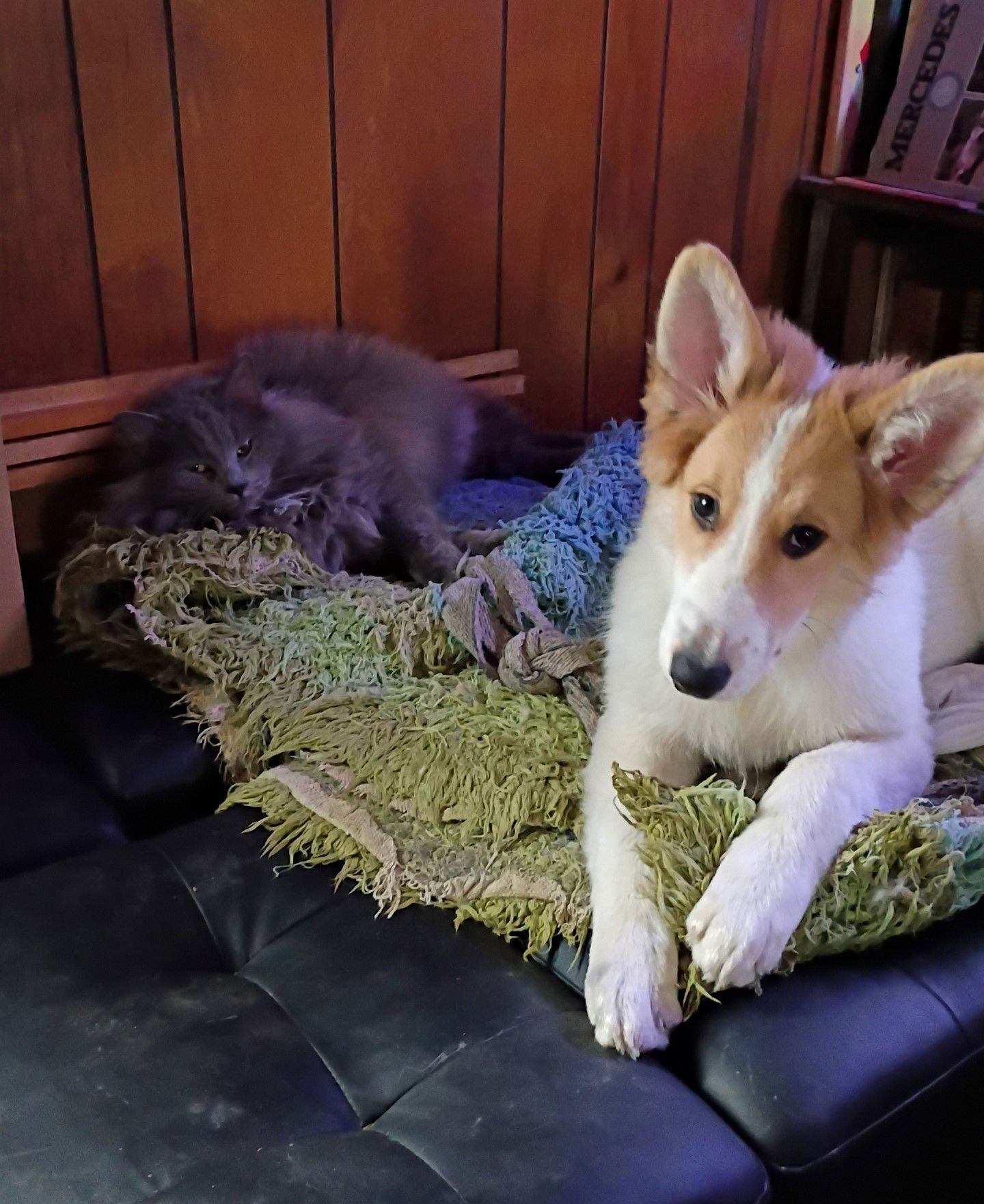 COLLIE PUPPY LADDIE - Collie available for adoption