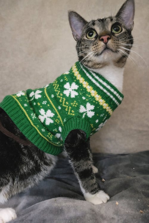 JOSS - Tabby available for adoption