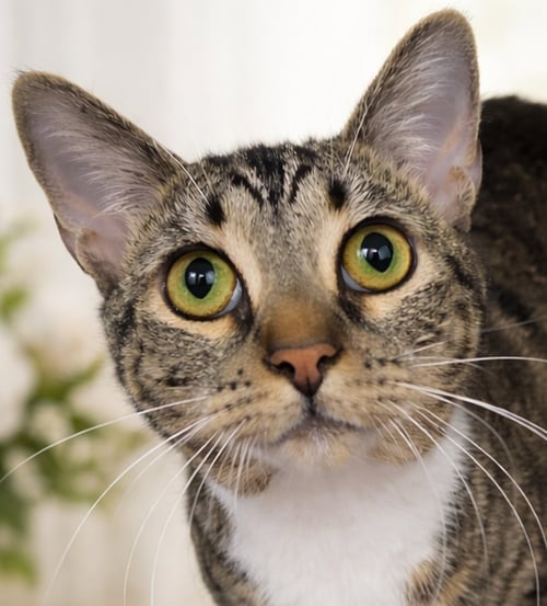 JOSS - Tabby available for adoption