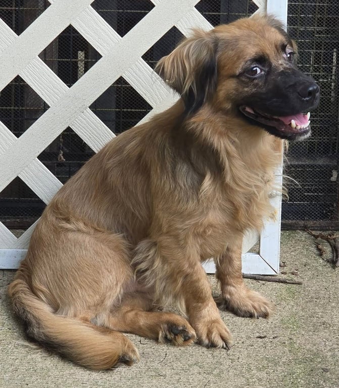 Gizmo Image