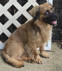 Gizmo - Photo 1