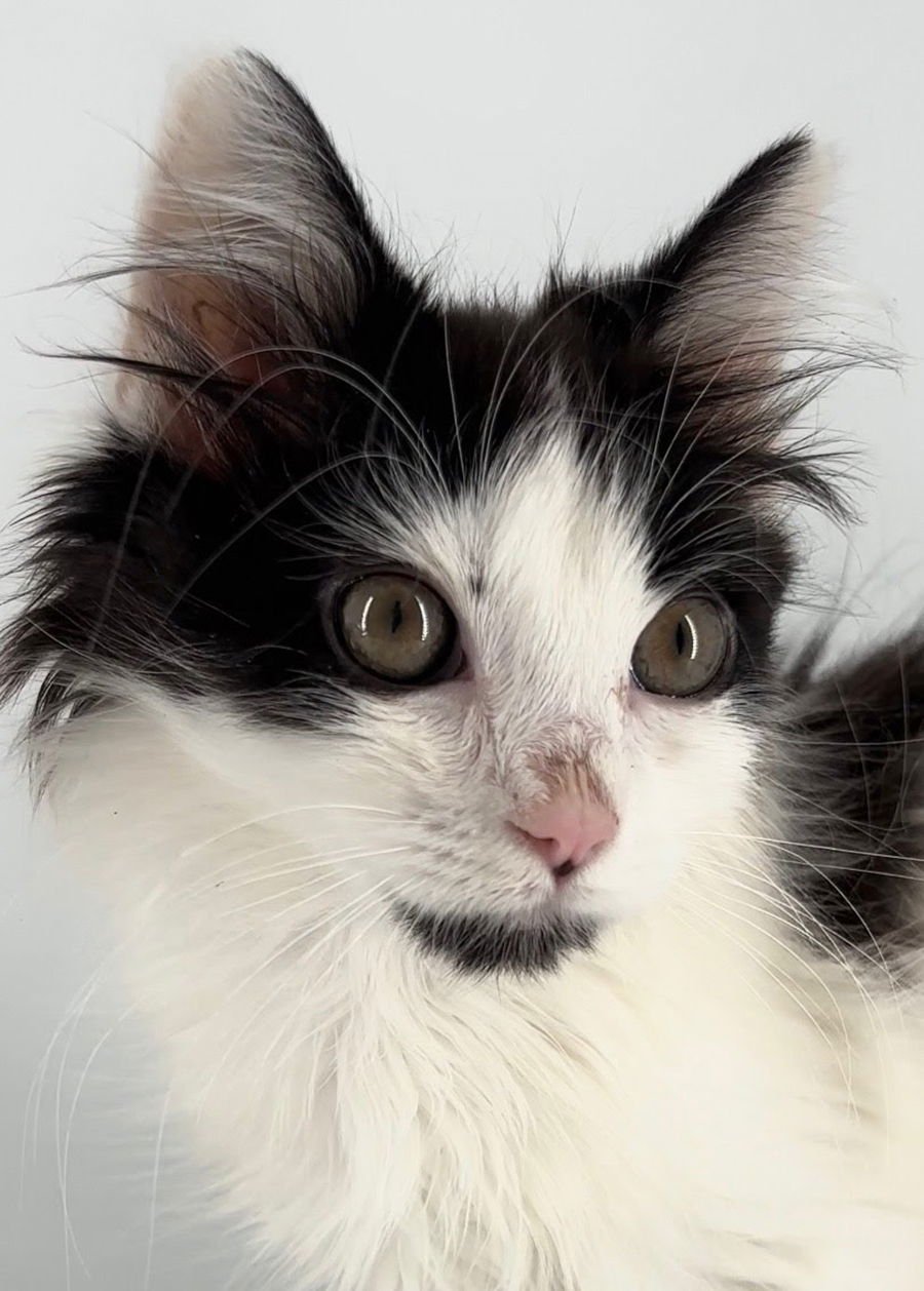 KITTEN BURBERRY - Domestic Medium Hair available for adoption