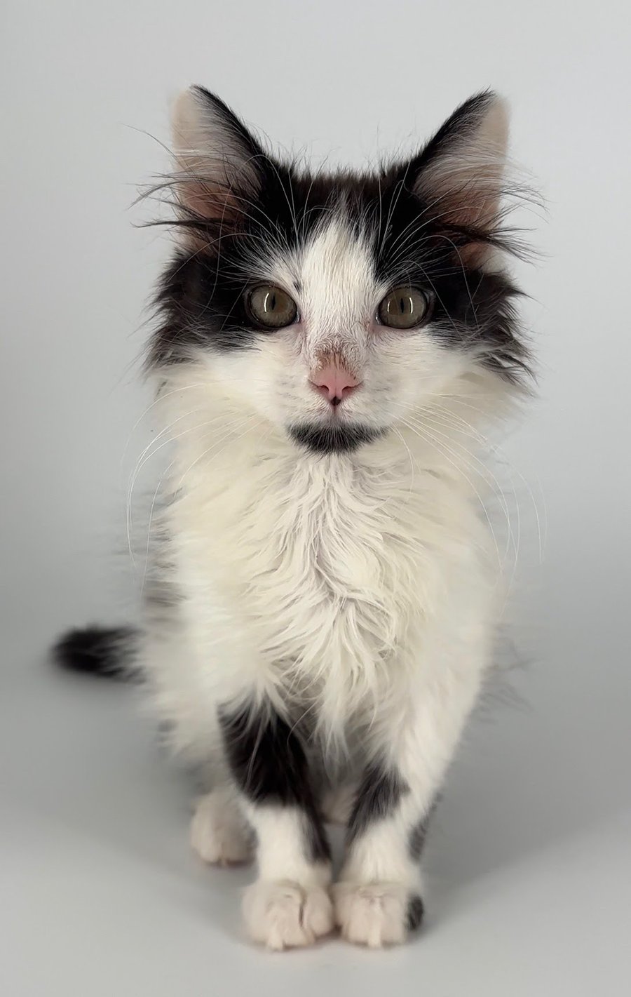 KITTEN BURBERRY - Domestic Medium Hair available for adoption
