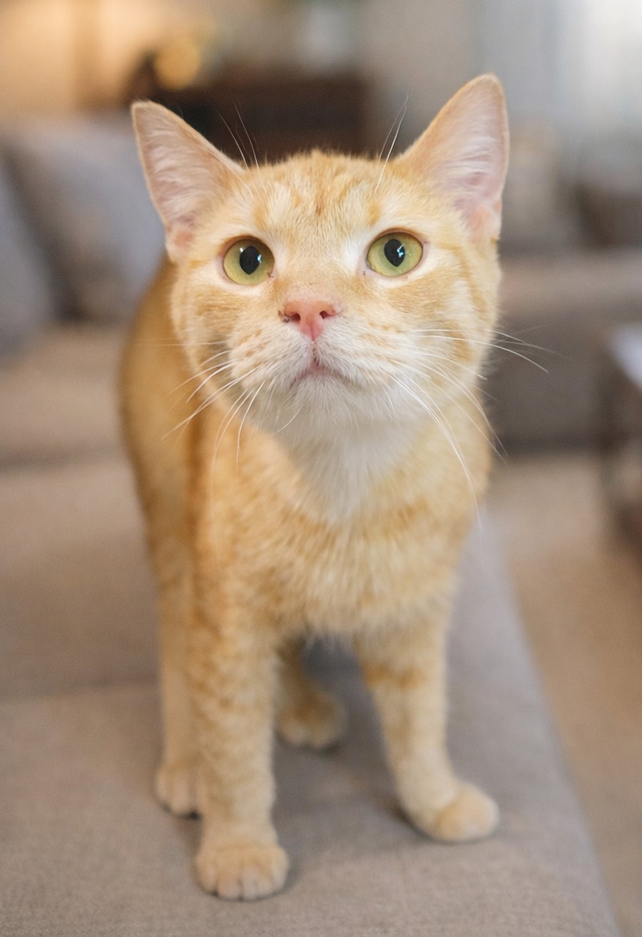 KITTEN ORANGE JUICE "OJ" - Domestic Short Hair available for adoption