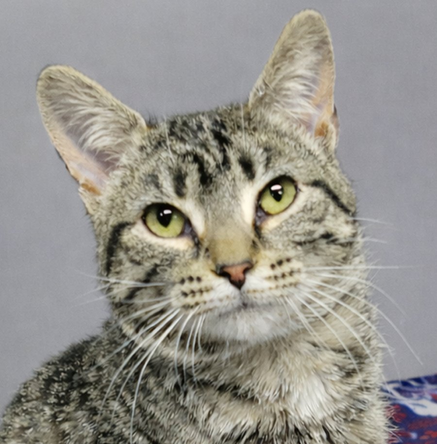 PANINI - Domestic Short Hair / Tabby available for adoption