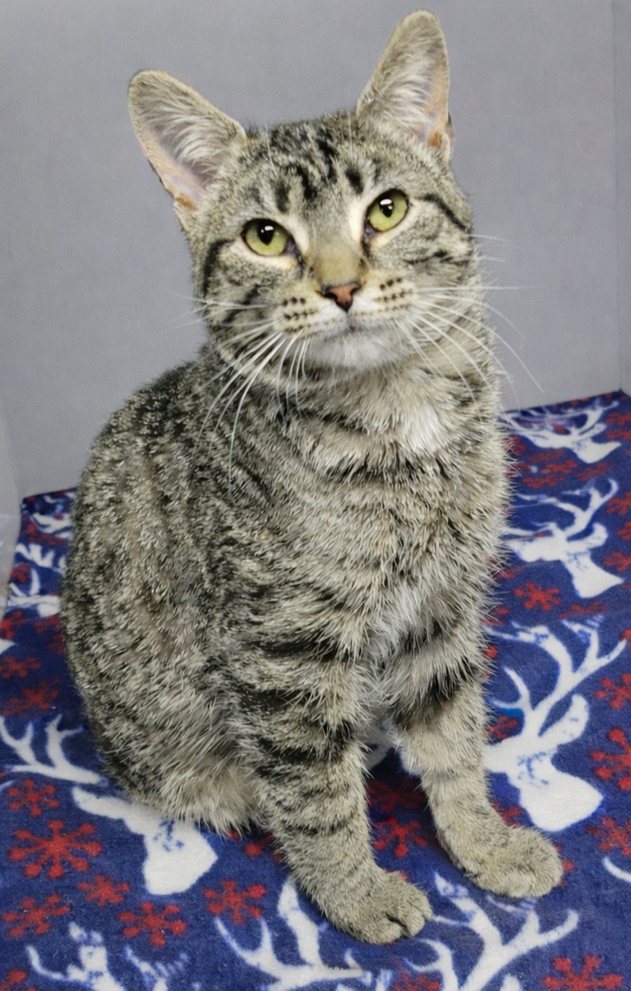 PANINI - Domestic Short Hair / Tabby available for adoption