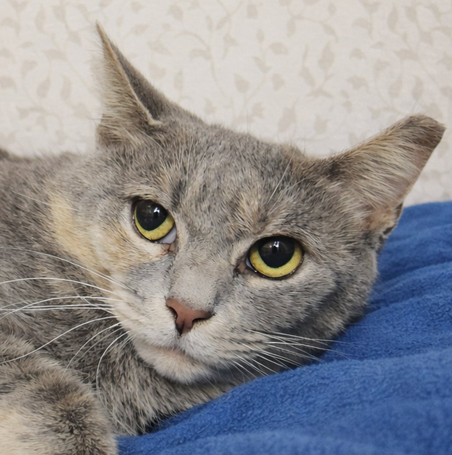 PIPETTE AT MONTROSE PETSMART! - Domestic Short Hair / Dilute Tortoiseshell available for adoption