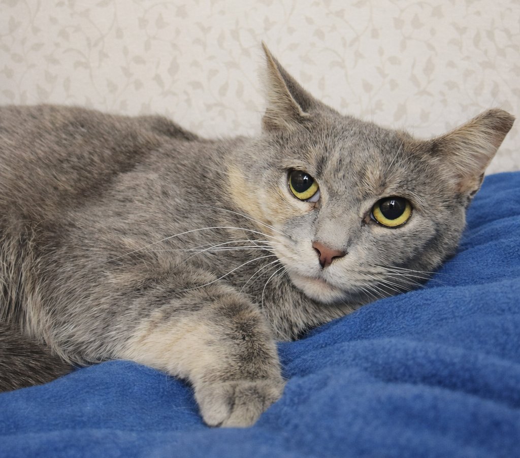 Pipette at Montrose Petsmart! - Photo 3