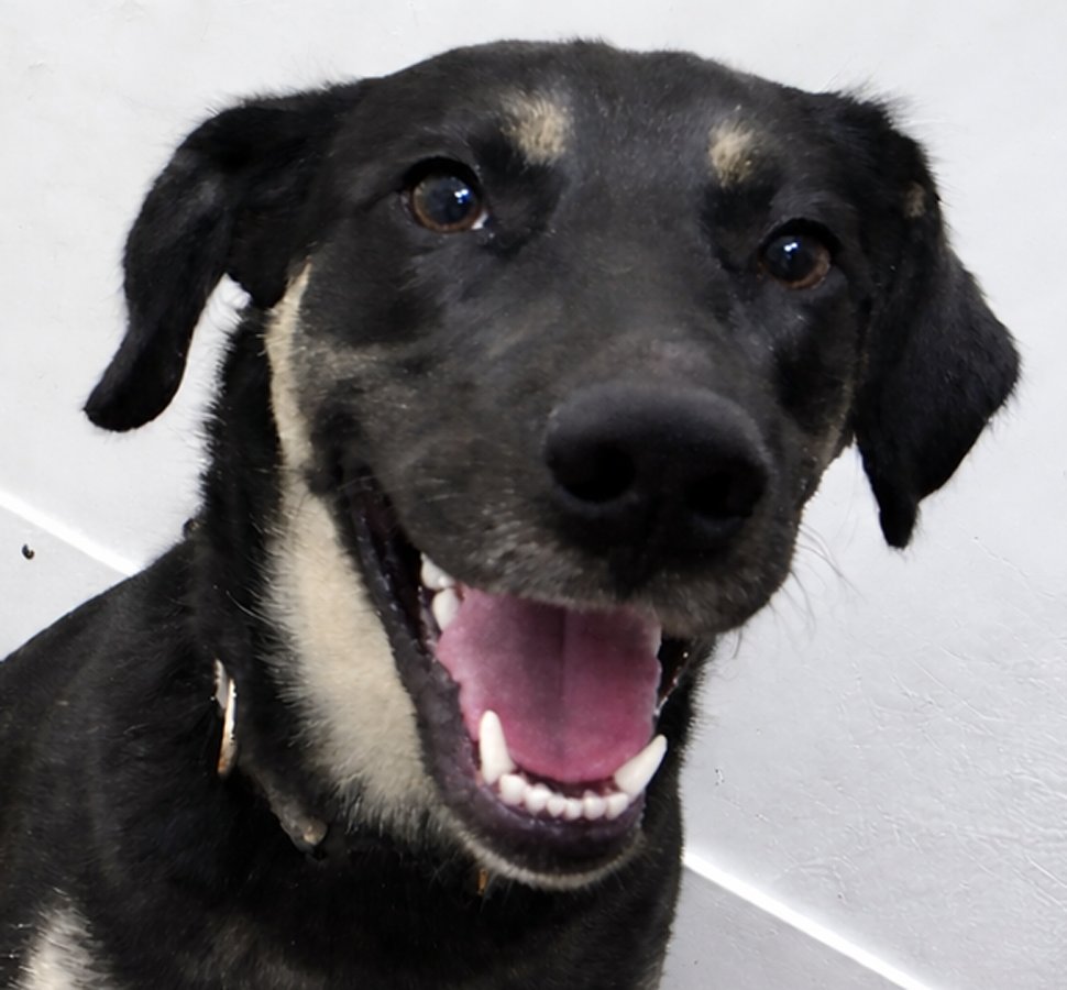 GEORGIA - Shepherd available for adoption