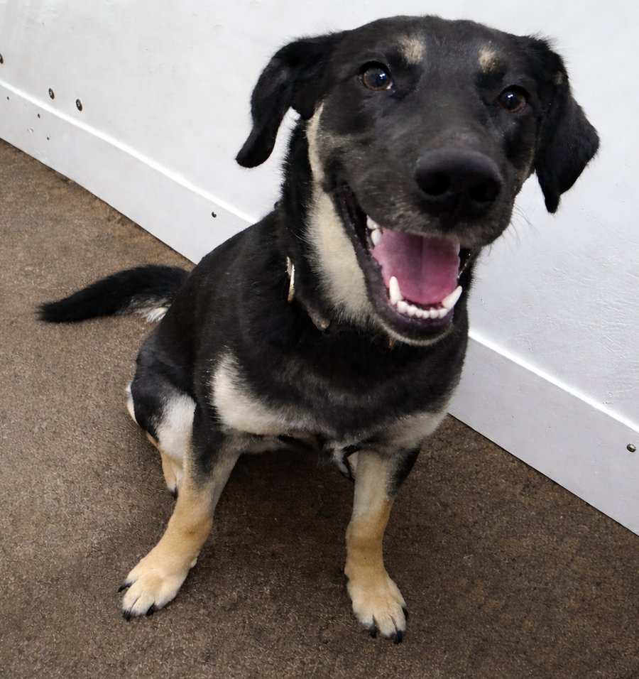 GEORGIA - Shepherd available for adoption