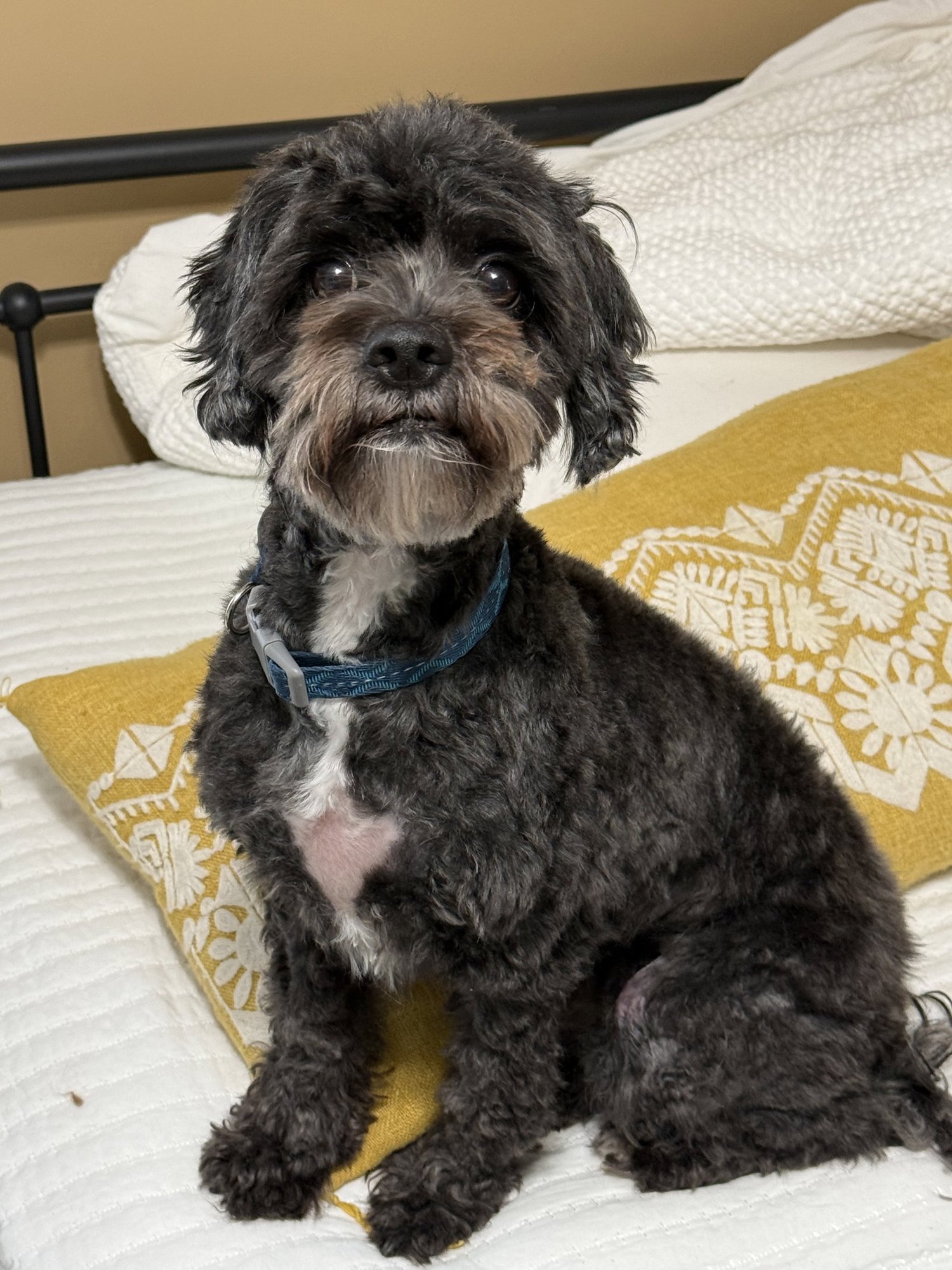 DEXTER - Cavalier King Charles Spaniel / Poodle (Miniature) available for adoption