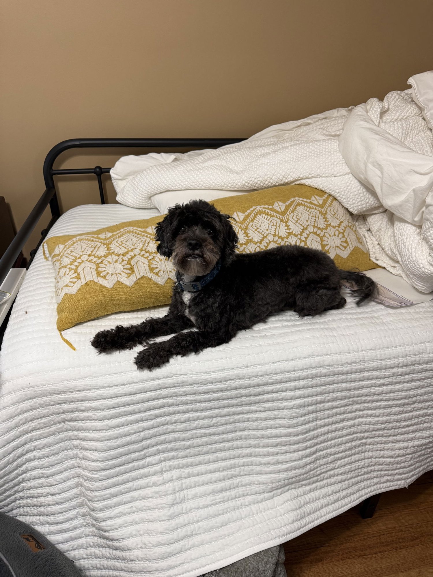 DEXTER - Cavalier King Charles Spaniel / Poodle (Miniature) available for adoption