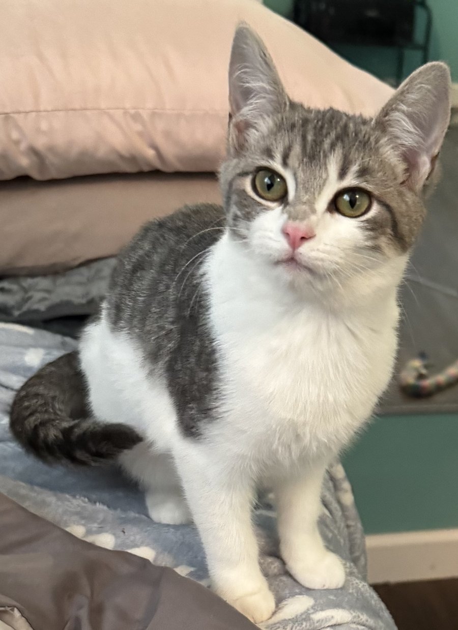 Kitten Ruby - Photo 4