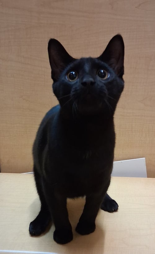 SWEET KIRKLAND - Domestic Short Hair available for adoption