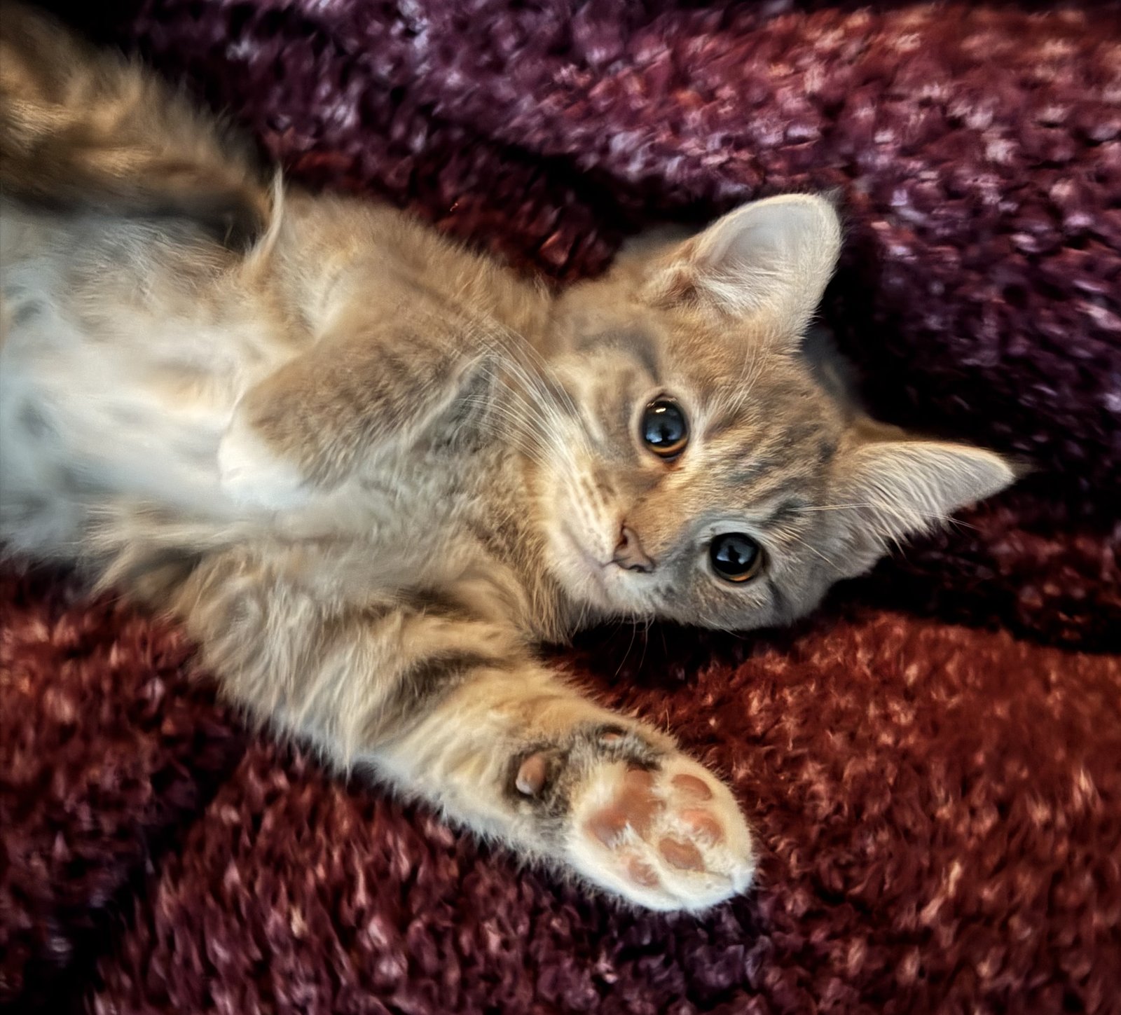 KITTEN TIANA - Domestic Short Hair / Tabby available for adoption