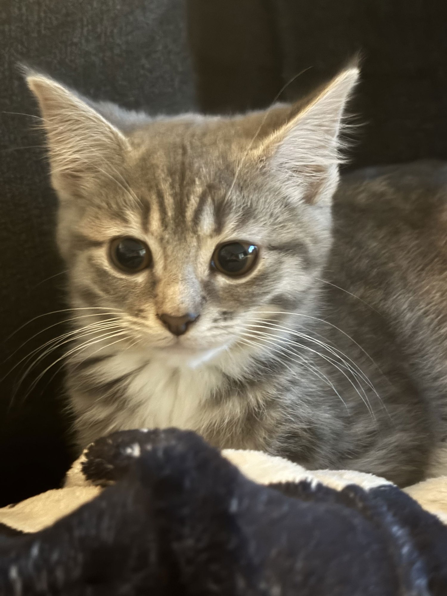 KITTEN TIANA - Domestic Short Hair / Tabby available for adoption