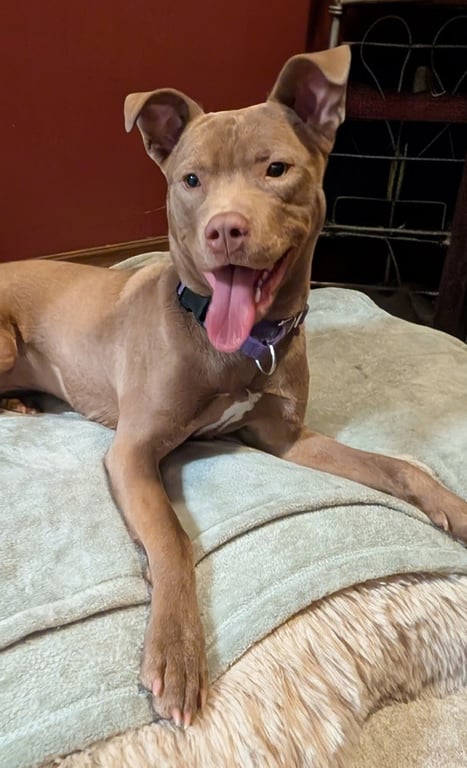 Adorable Maisy Image