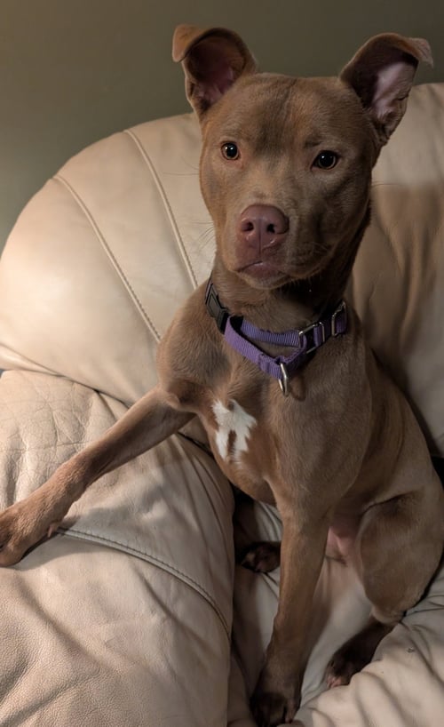 ADORABLE MAISY - American Pit Bull Terrier / Husky available for adoption