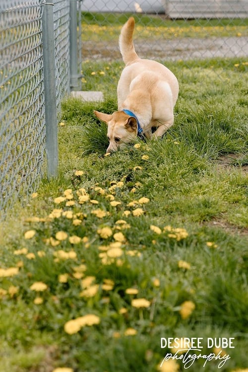 BONNIE - Shetland Sheepdog Sheltie / Corgi available for adoption