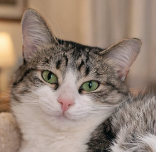 ARBOR - Tabby available for adoption