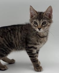 Kitten Kevin - Photo 3