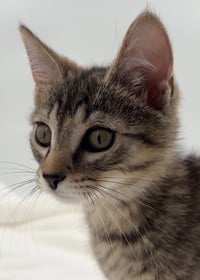 Kitten Kevin - Photo 2